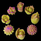 8 Pcs Flower Succulent Molds & Peony Rose Resin Candle Mold - Craft Supplies 3D Mold for Resin Casting