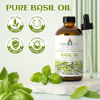 EVOKE OCCU Basil Essential Oil for Skin Massage Diffuser and Candle Making- 4 Fl Oz